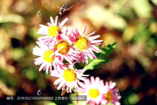兩只懸停的蜜蜂同蕊爭蜂