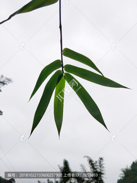 竹葉