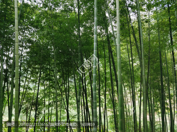 竹林