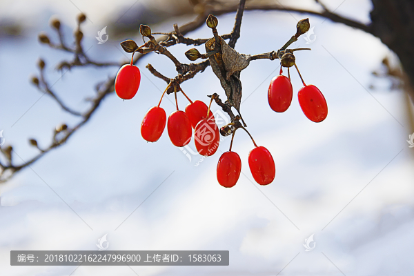 雪映紅果