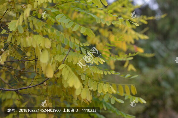 槐樹葉