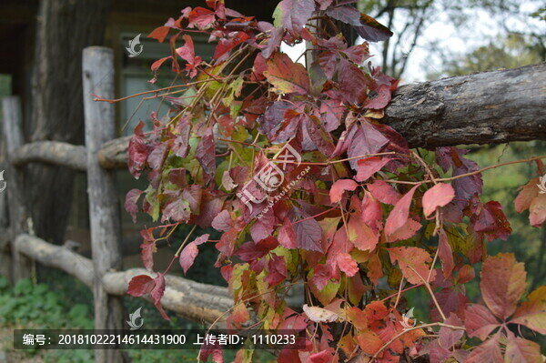 欄桿紅葉