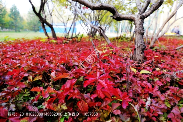 秋葉紅毯