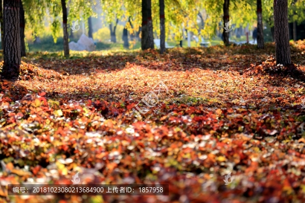 秋葉紅毯