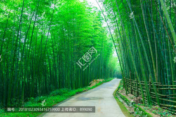 竹林小徑