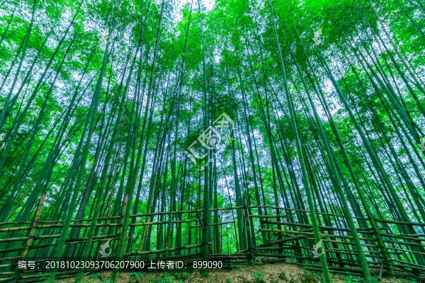 竹林