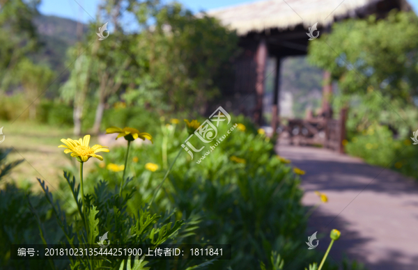 樂(lè)清市濕地公園里的花兒