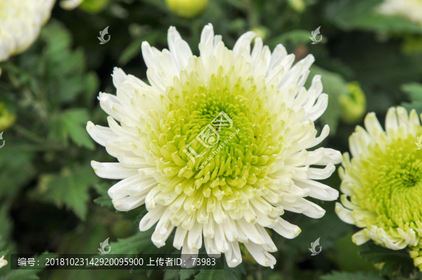 白綠色菊花