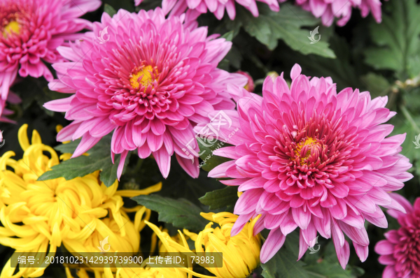 粉紫色的菊花