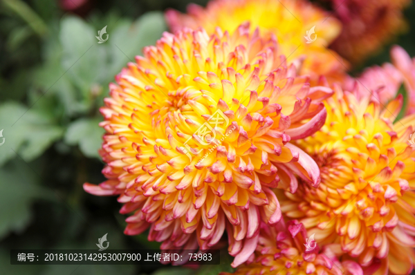 綻放的菊花