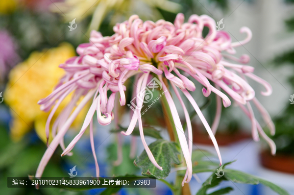 粉絲金絲菊特寫