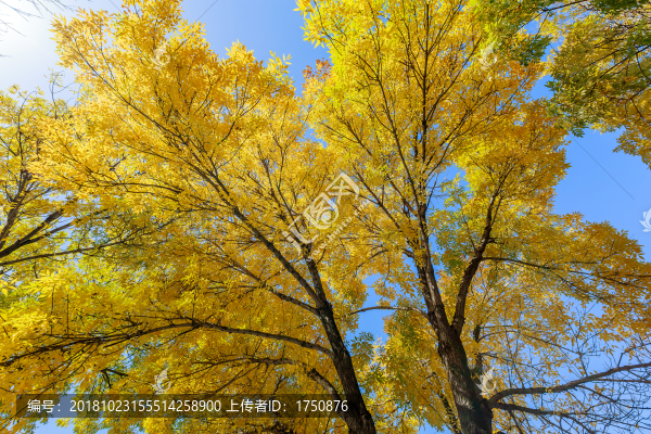 秋天溫暖的黃色