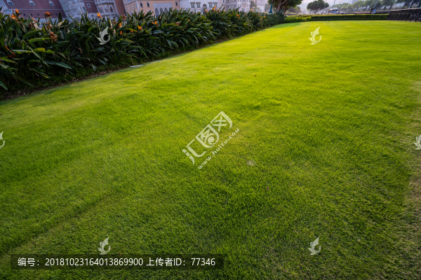 草地
