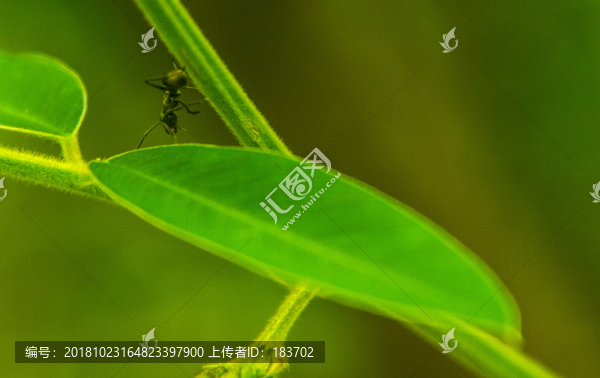 螞蟻