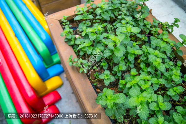 幼兒園植物