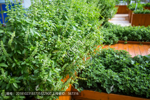 屋頂菜園