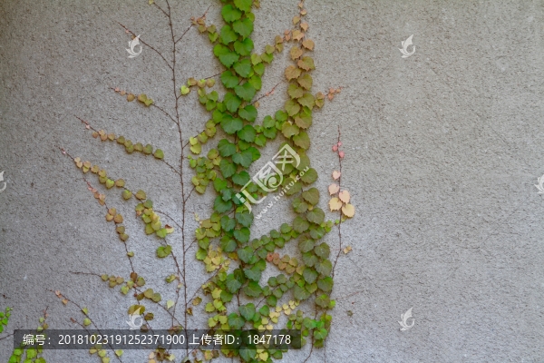 爬山虎