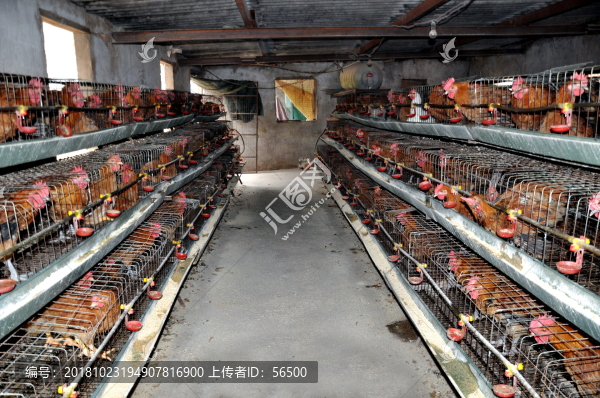 養(yǎng)雞場