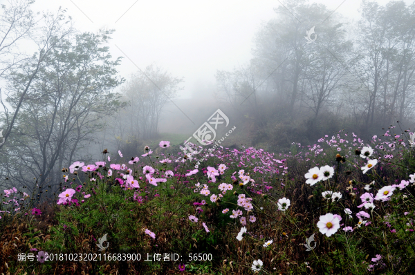 田園的格桑花