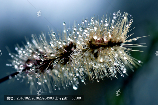 狗尾巴草上的露珠