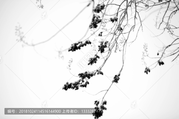 冬季枯榮