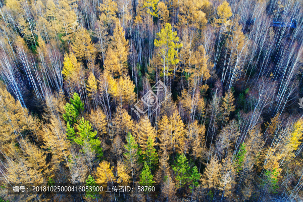 航拍深秋樹林