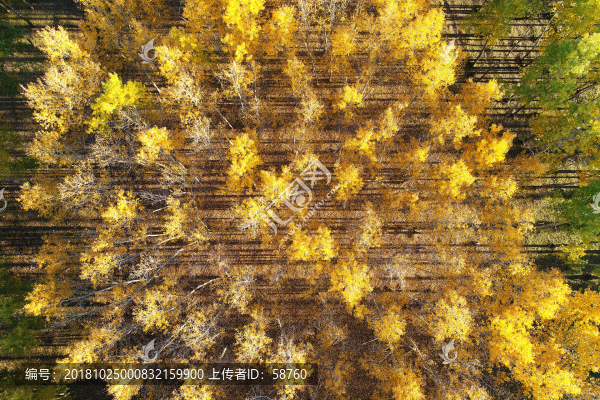 航拍秋日金色樹(shù)林