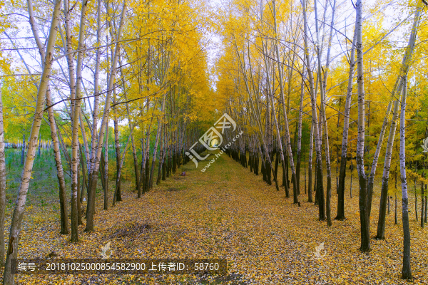 秋葉滿地的林蔭小道