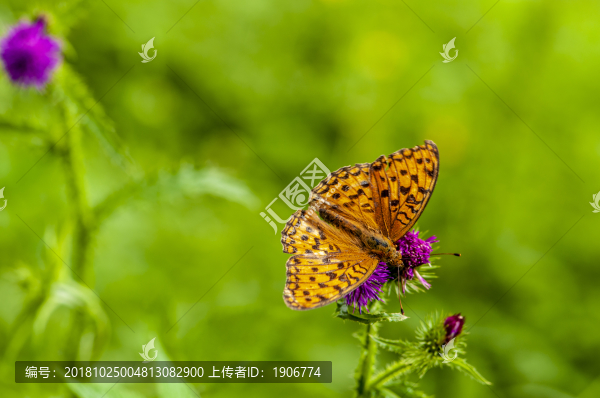 蝴蝶與鮮花