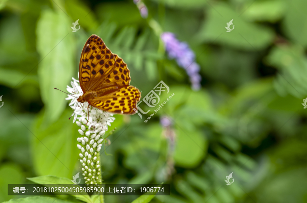 蝴蝶與鮮花