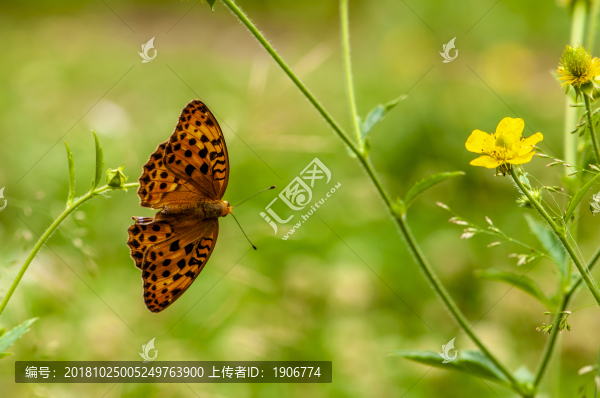 蝴蝶與鮮花