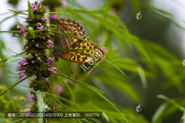 蝴蝶與鮮花
