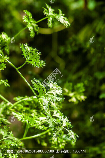 田野里的香菜-匯圖網(wǎng) www.fosd68.com 田野里的香菜