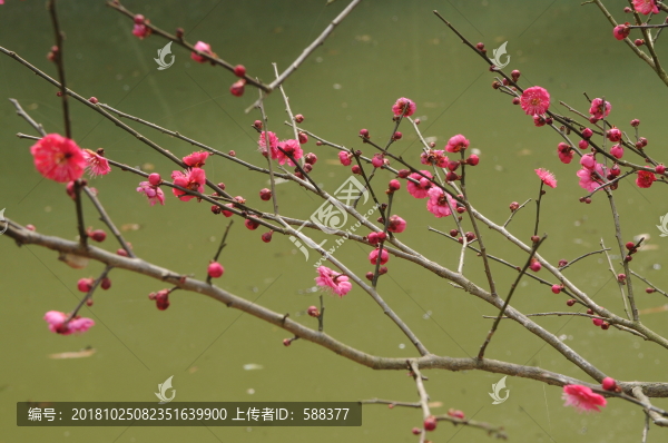 梅花