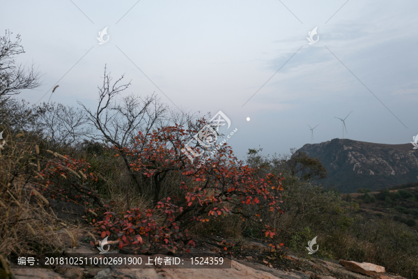 山野紅葉