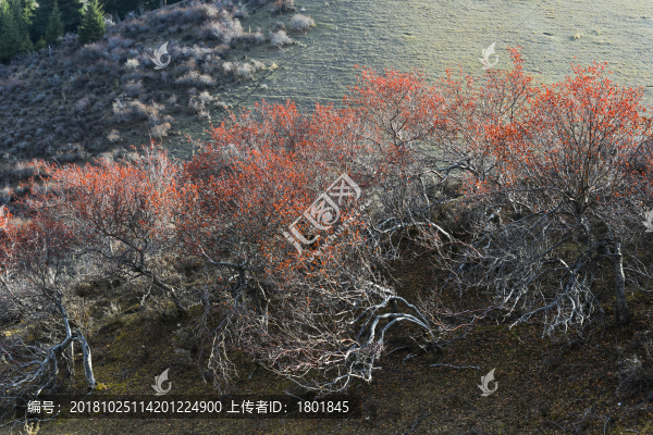 野山楂樹