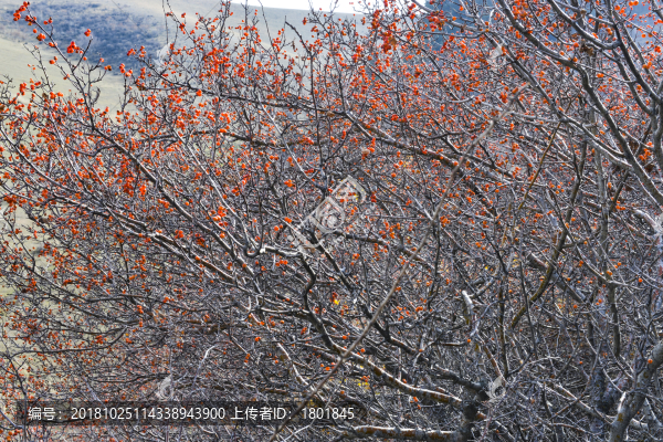 野山楂樹