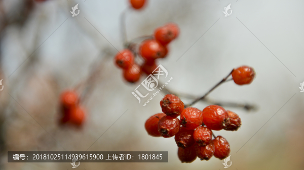 野山楂樹(shù)