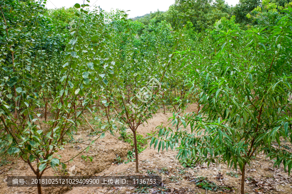 樹苗種植