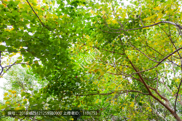 綠色樹(shù)葉背景