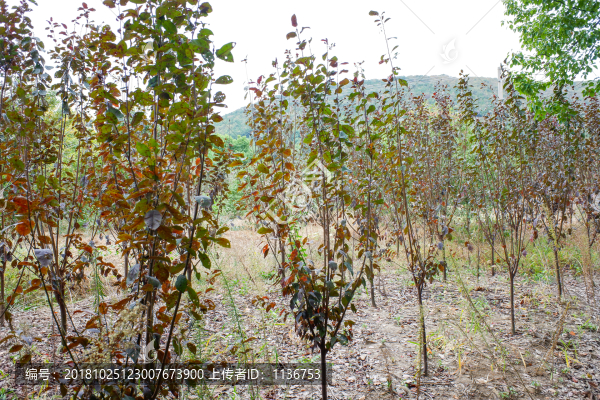 樹苗種植