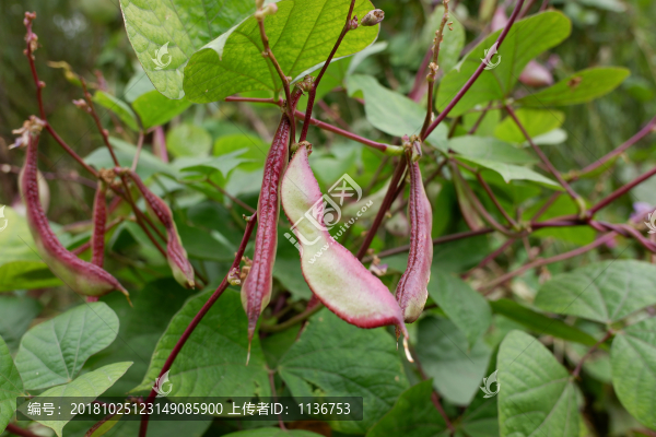 菜地扁豆