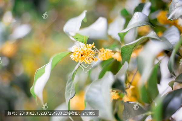 桂花