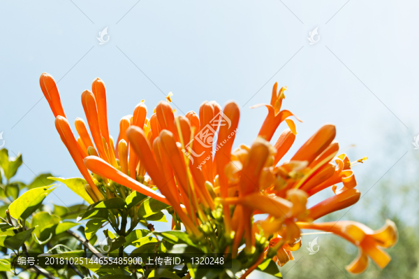 炮仗花