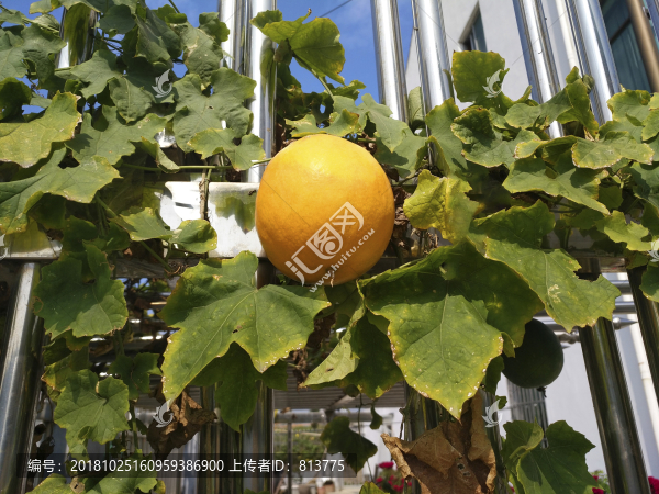 黃色瓜果素材