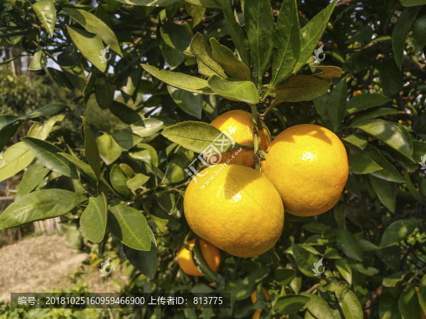 橘子掛滿枝頭