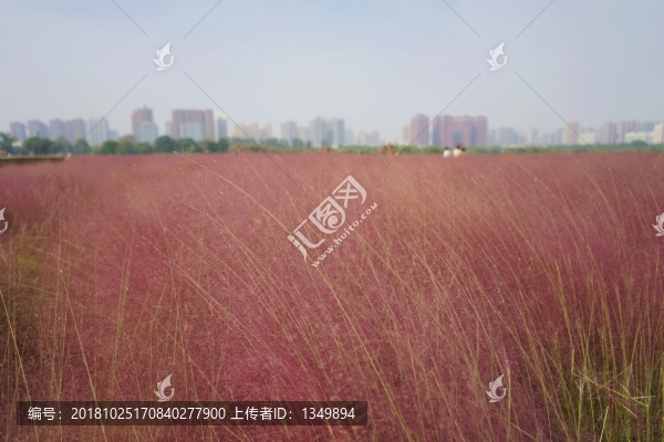 粉黛亂子草