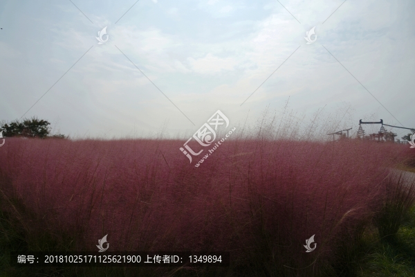 粉黛亂子草
