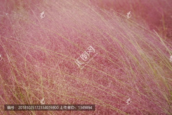 粉黛亂子草