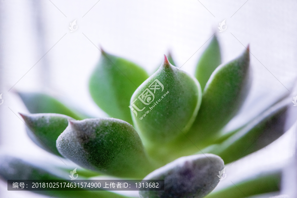 多肉植物